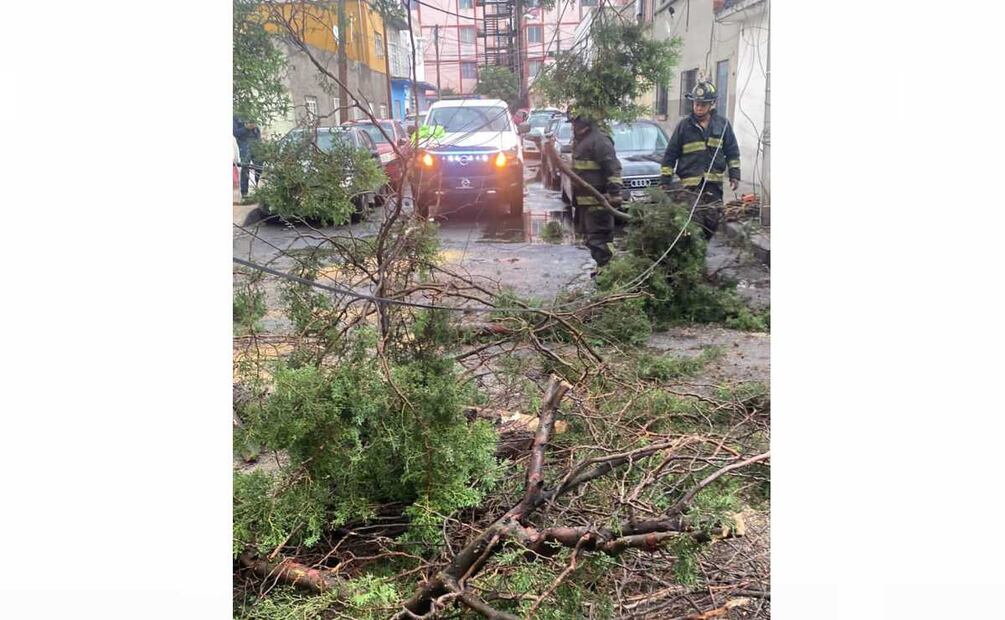 Tras la lluvia dos árboles se cayeron en calles de la CDMX. Foto: Especial