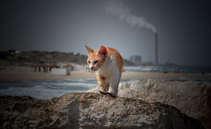 Así puedes ayudar a los perros y gatos de la calle durante el frío