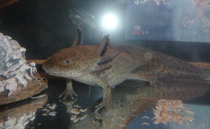 Día del Ajolote, la "especie sombrilla" y carismática que cuida a otras especies