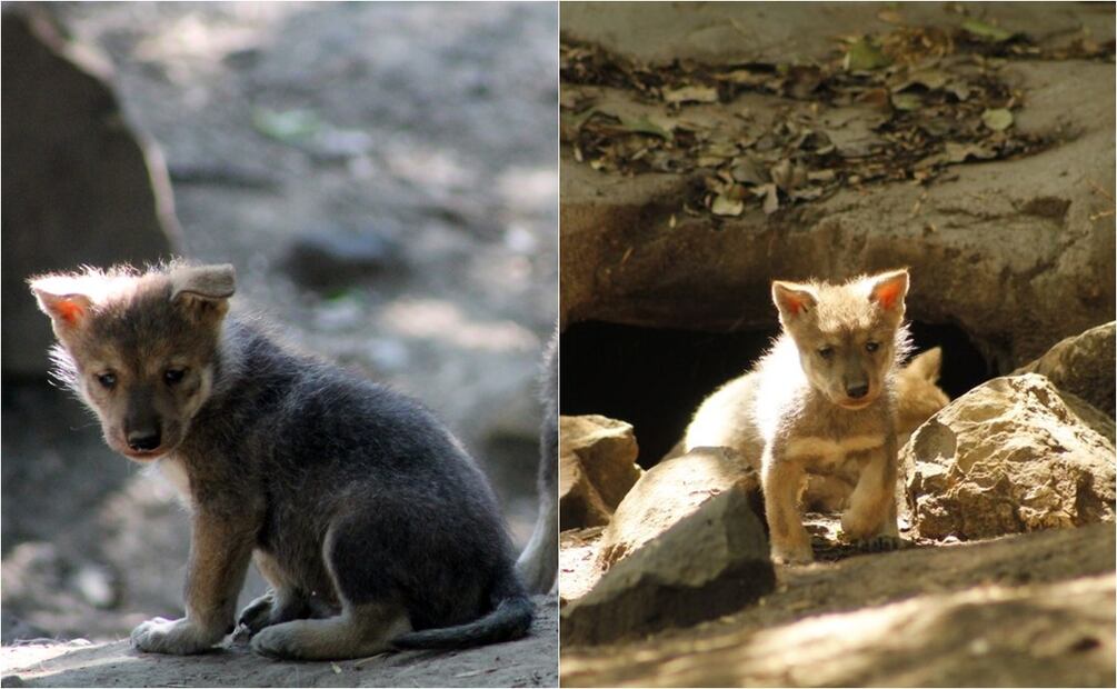 Sedema celebra recuperación del lobo mexicano en centros de conservación de CDMX. Foto: Especial