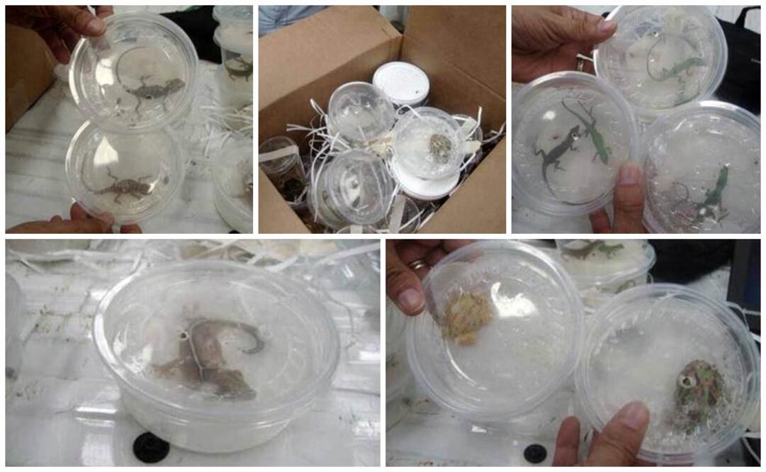 El precio de estos reptiles en el mercado oscila entre los diez mil y once mil pesos mexicanos Foto: Profepa