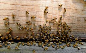Enjambre de abejas ataca a turista en playa El Maviri; menor es hospitalizada tras ataque