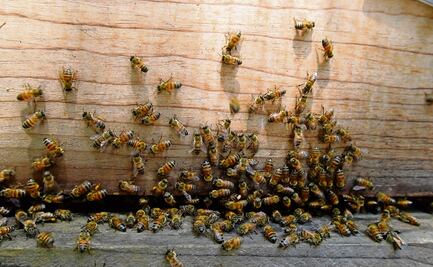 Enjambre de abejas ataca a turista en playa El Maviri; menor es hospitalizada tras ataque