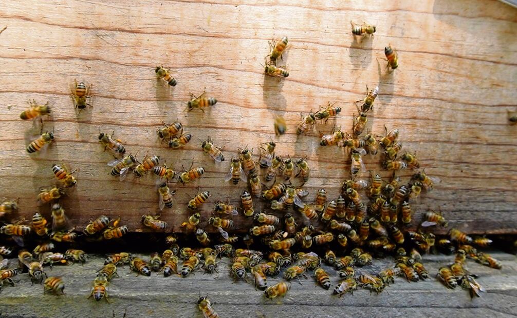 Las abejas son seres inofensivos, sólo pican cuando se ven amenazadas, pues saben que si llegan a clavar su aguijón en alguien morirán. Foto: Diego Prado / EL UNIVERSAL