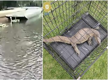 Capturan a extraño reptil que causó pánico en los canales de Xochimilco