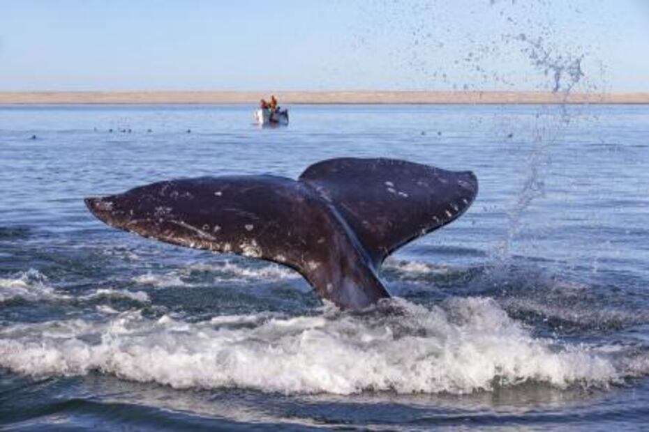 Ballenas en México. Foto: Especial