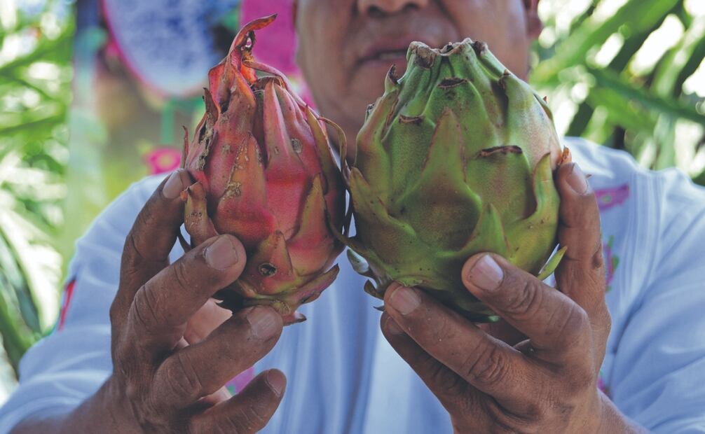 El productor Felipe Trujillo señaló que pitahaya es una fruta con muchos usos medicinales. Foto: de Juan Carlos Zavala