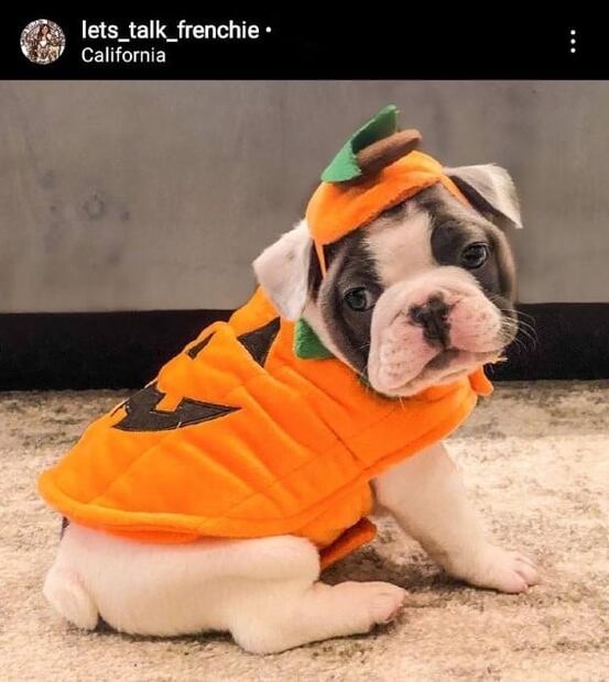 Los disfraces de Halloween más adorables para tu mascota