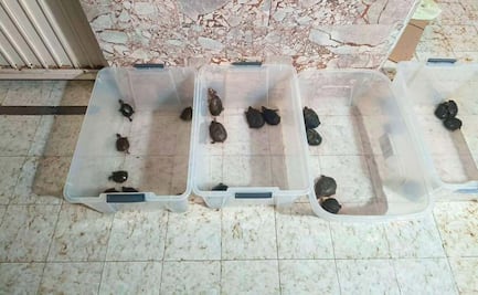 Vinculan a proceso a 3 personas por tráfico de especies protegidas; les aseguran totoaba, tortugas y aletas de tiburón