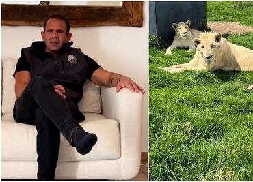 "Así me llegaron", dice fundador the Black Jaguar-White Tiger por videos de felinos maltratados