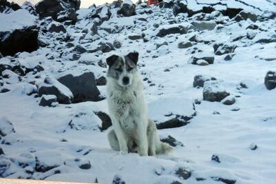 Celebran festival en honor a Citla, el perro guardían de la montaña