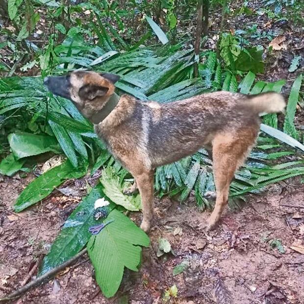 Milagro en la selva; hallan a 4 niños