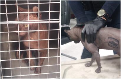 Rescatan a gato egipcio dentro del Cereso de Ciudad Juárez; tenía tatuados símbolos de grupos criminales