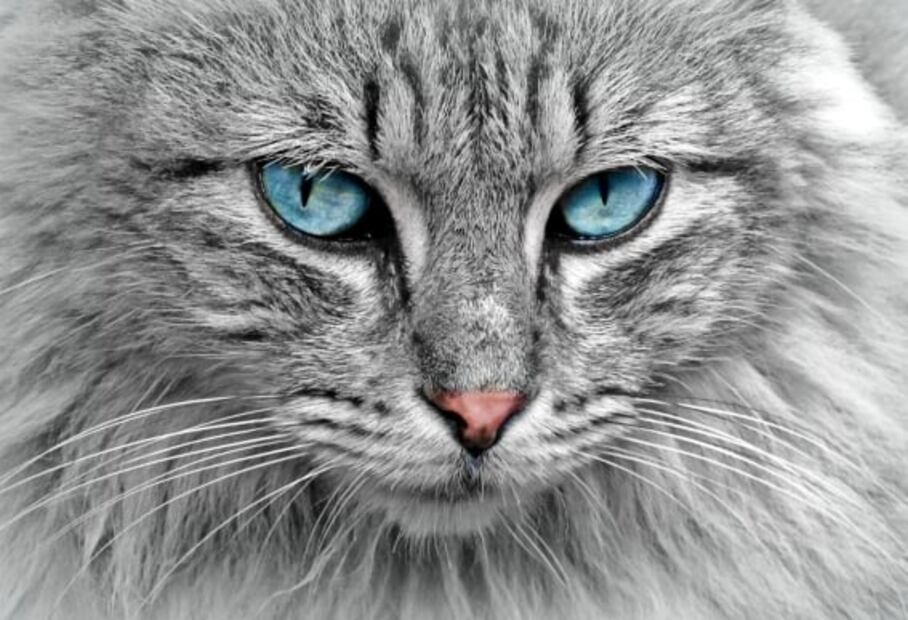 Mundial: esta es la razón por la que hay superpoblación de gatos callejeros en Qatar 