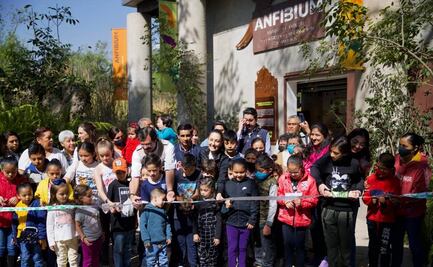 Para conservar al ajolote, Sheinbaum inaugura "Anfibium" en Chapultepec