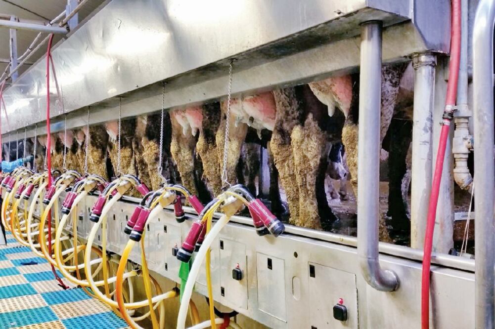 Los veterinarios mexicanos trabajaban 14 horas y les pagaban 700 dólares cada quincena, lo que no les alcanzaba para el pasaje de regreso. (CORTESÍA)