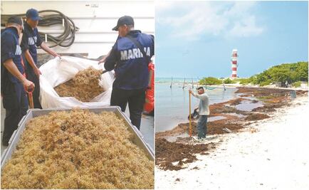 Marina ha recolectado en septiembre 5 mil toneladas de sargazo en Quintana Roo