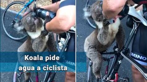 Koala frena a ciclista para que le de agua