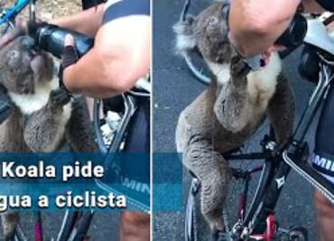 Koala frena a ciclista para que le de agua