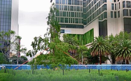 ”Ya se acopló ahuehuete en glorieta de Reforma”