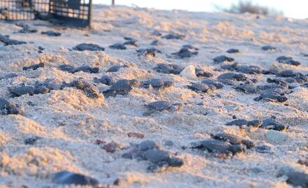 Por pandemia y ausencia de turistas, nacen miles de tortugas en playas de Sonora  