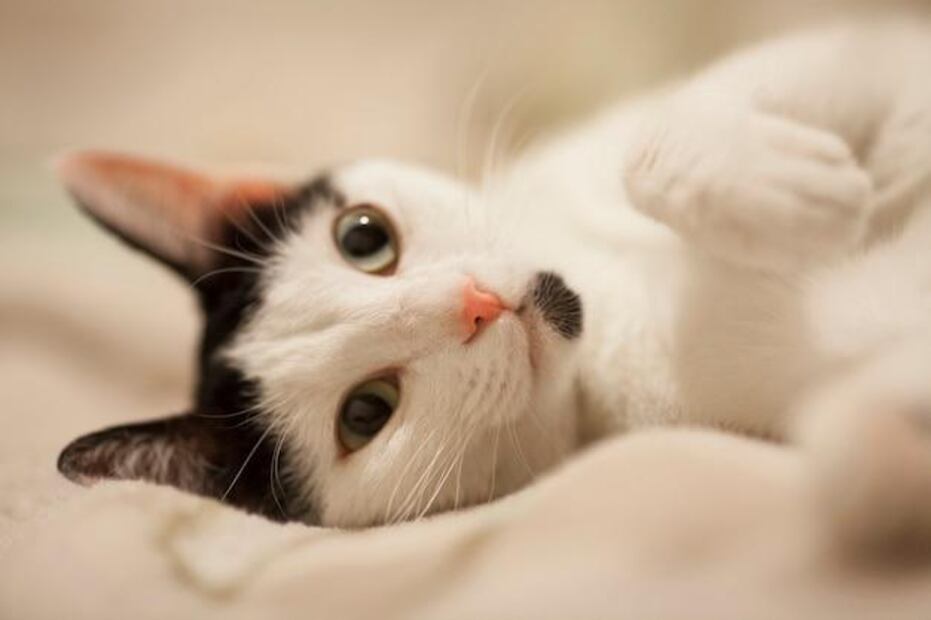 La respiración abdominal en gatos no debe ignorarse. Fuente: Freepik.
