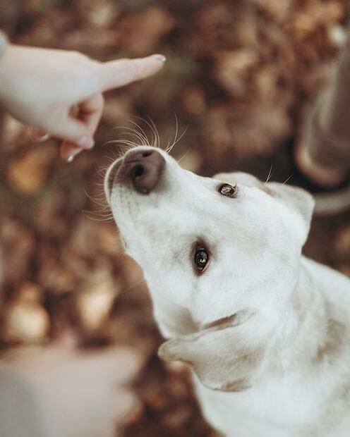 Desvelando el misterio: ¿Qué ven los perros realmente?. Fuente: Freepik.