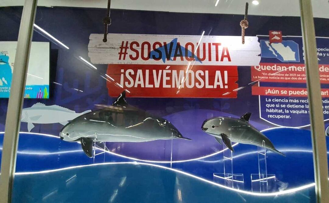 Décima edición del Festival de los Océanos, en la estación La Raza Líneas 3 y 5. Foto: Especial