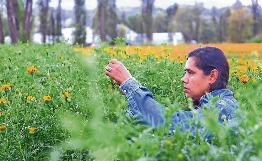 Las granizadas, heladas fuera de tiempo y las inundaciones que este año azotan a la Ciudad de México no impidieron la producción de la flor. Foto: Benjamin Becerril / EL UNIVERSAL