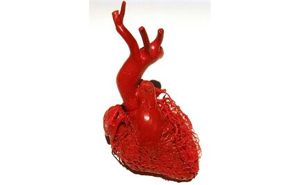 Clave para la regeneración muscular está en comunicación entre genes