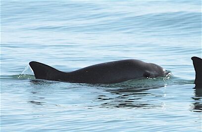 Quedan 60 ejemplares de vaquita marina: Semarnat