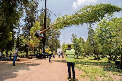 Habrá festival para celebrar plantación de ahuehuete en Reforma