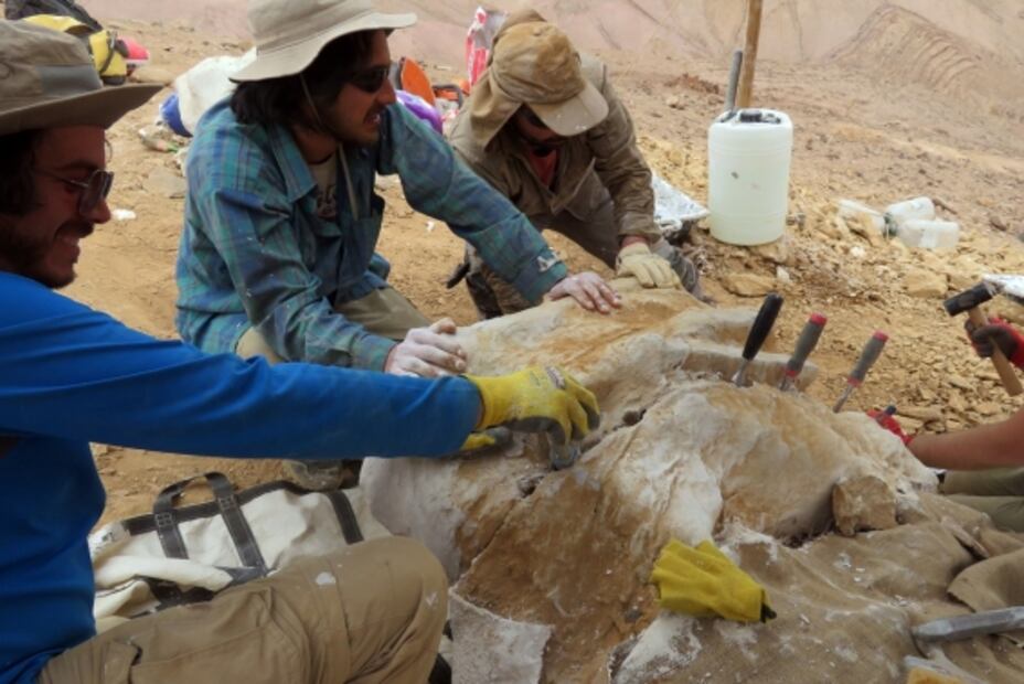 Descubren primeros fósiles de un depredador marino en el desierto de Atacama
