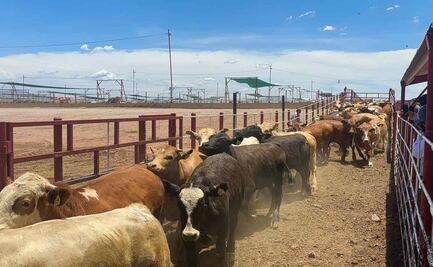 Unión Ganadera de Coahuila califica como “inesperado y preocupante” nuevo cierre de frontera anunciado por EU; es el tercero en 8 meses