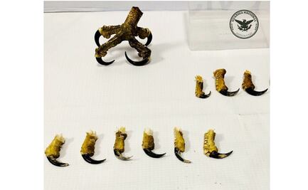 Guardia Nacional asegura garras de aguililla cola roja en aeropuerto de Chihuahua