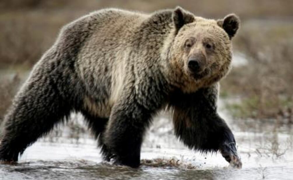 Juez bloquea cacería de osos grizzly en Montañas Rocosas de EU