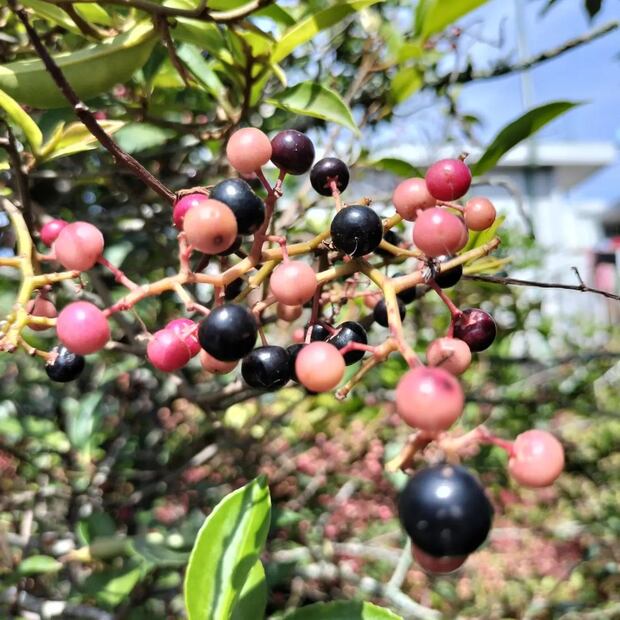Capulines cultivados en México. Foto: Gobierno de México