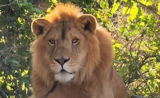 Sin garras y con lesiones Profepa rescata a león amarrado a un árbol en Nayarit; inician investigación 