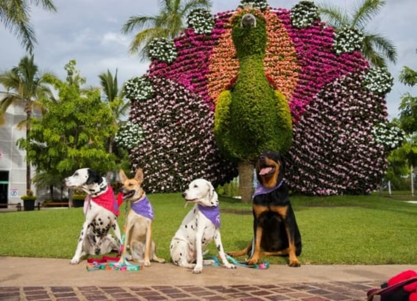 Jardines de México abre por tiempo limitado: 10 cosas qué hacer en tu visita