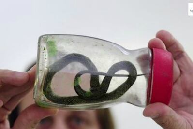 Bebé mata a mordidas a una serpiente venenosa