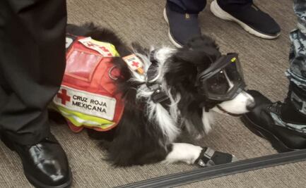 Rinden homenaje a binomios caninos en el Senado “por sus aportes a la sociedad”