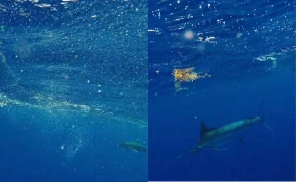 Hombre rompe record mundial tras fotografiar de cerca un tiburón blanco en Reino Unido