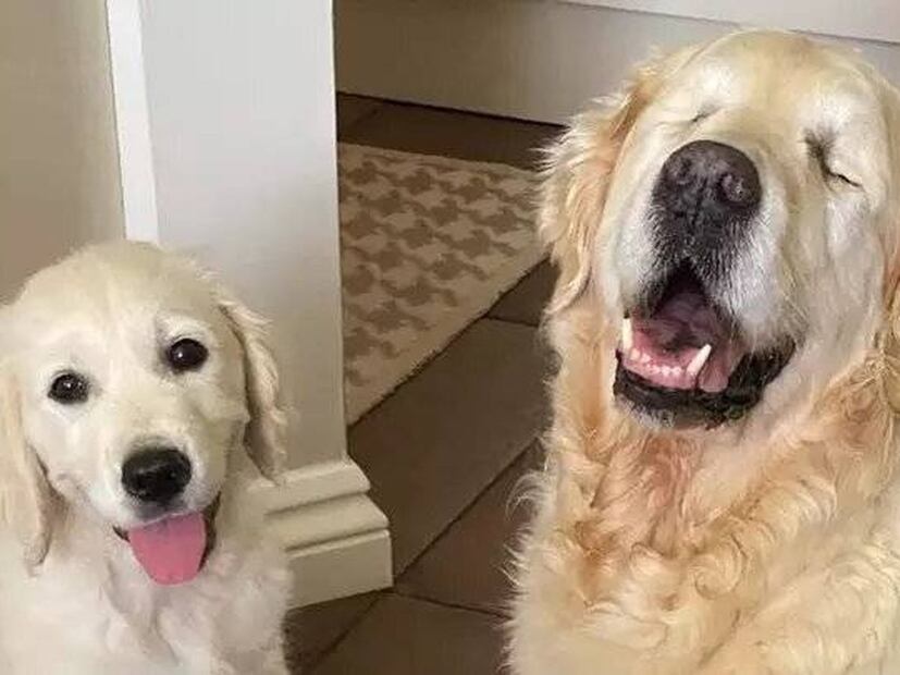 Cuidados esenciales para perros ciegos. Fuente: Freepik.