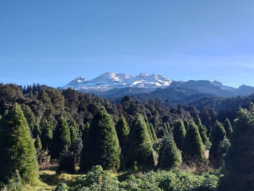 Foto: Bosque Esmeralda