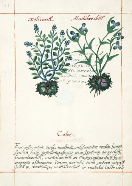 Presentan edición facsimilar del Códice de la Cruz-Badiano