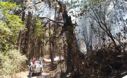 Incendio arrasa parte del santuario de la Mariposa Monarca en Michoacán; habitantes piden apoyo para frenar el fuego 