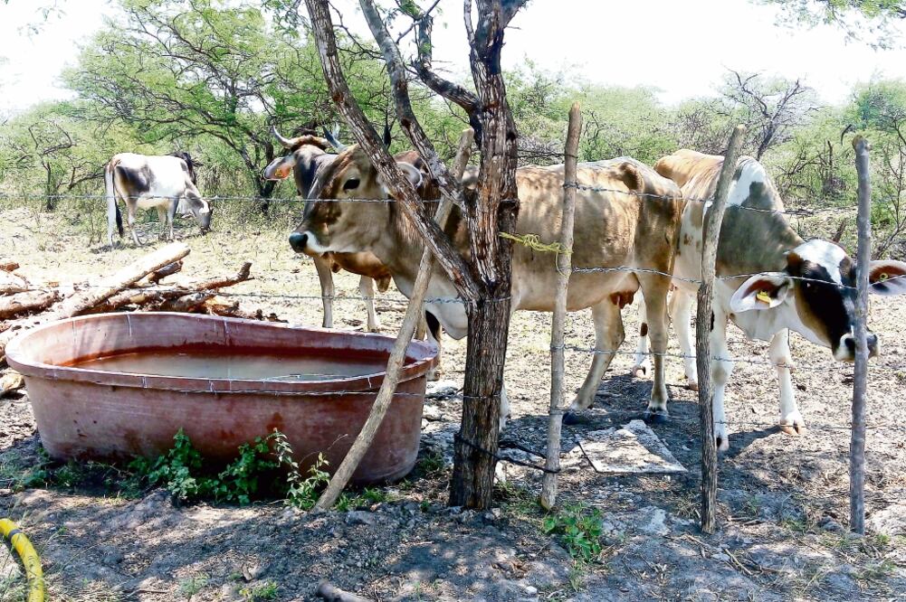 Ganaderos aseguran que han perdidos vacas y becerros en toda la región. Según el Monitor de Sequía en México publicado el 9 de marzo, Juchitán se encuentra entre los 28 municipios del sur de Oaxaca que padecen sequía extrema (ALBERTO LÓPEZ. EL UNIVERSAL)