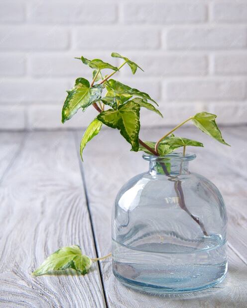 El fascinante mundo de las plantas de interior que crean raíces en agua. Fuente: Freepik.