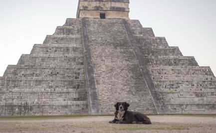 Inicia "Operación Rescate de Perros de Kukulkán" para esterilizar y vacunar a perritos callejeros que pasean en Chichén Itzá