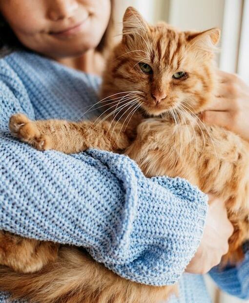 Los gatos son animales sensibles a los cambios de temperatura. Fuente: Freepik.